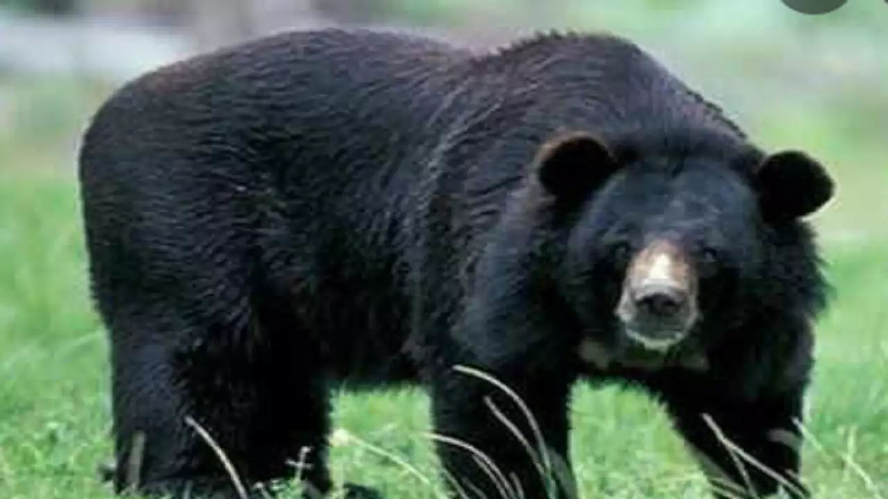 MP: Bear kills couple in forest in Panna, eats body parts