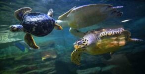In China's Wuhan, cholera-causing bacteria in turtles strikes nerve