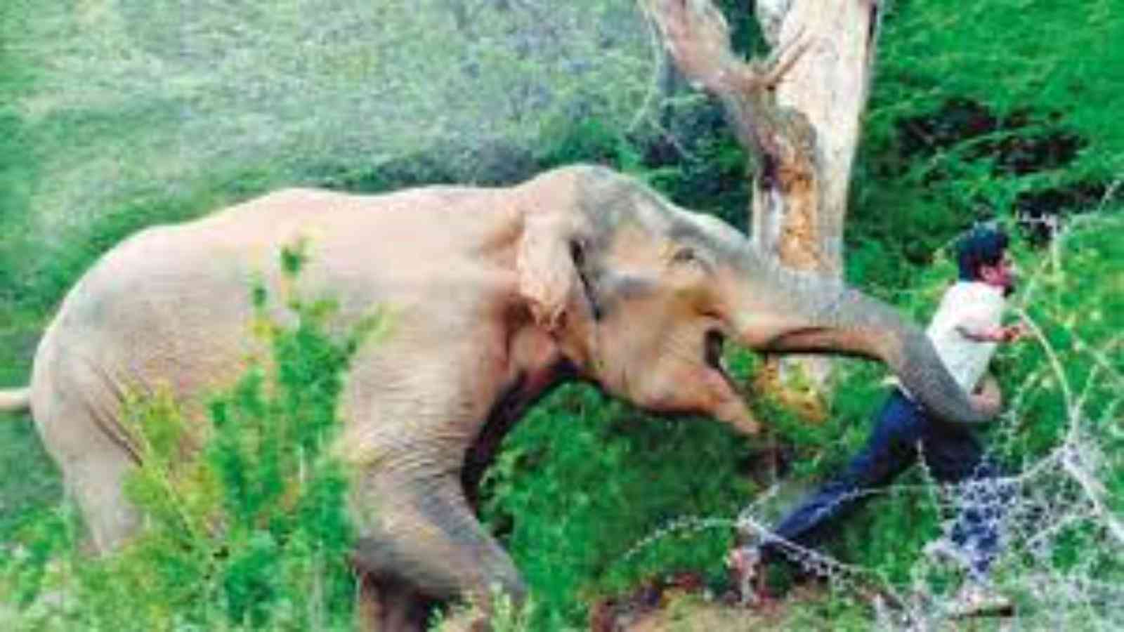 Increasing man-animal conflict in Kerala's forests sends wrong message:  Forest official