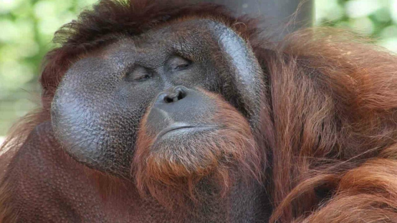 International Orangutan Day 2022: Date, History and conservation movement