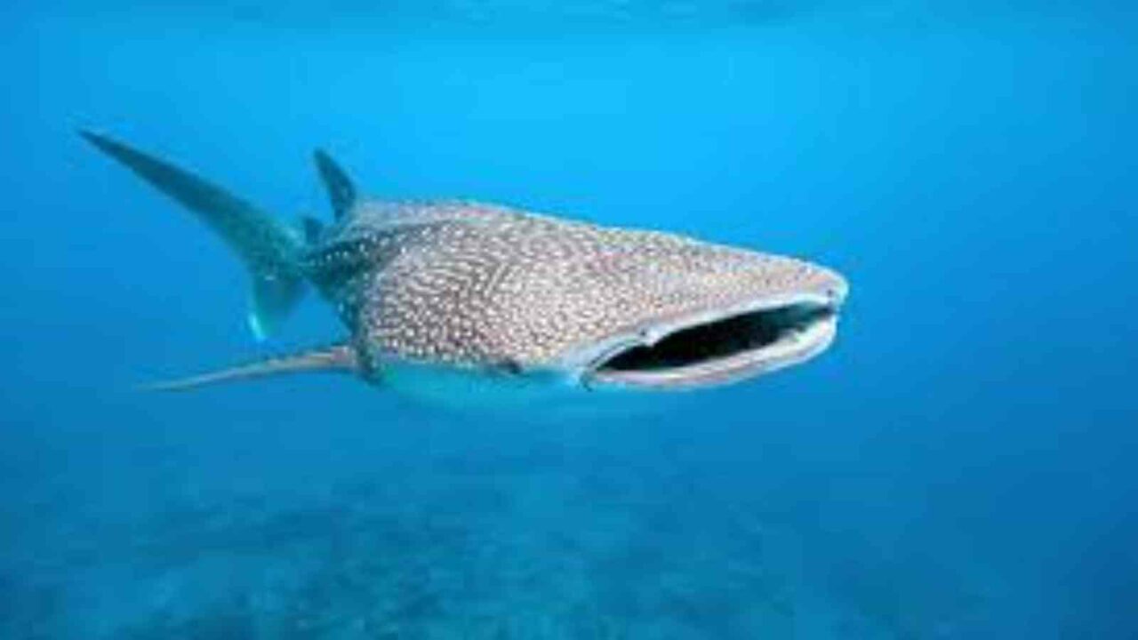 International Whale Shark Day 2022 History, Importance of the day