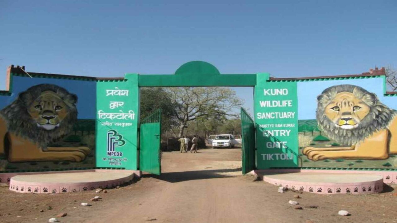 6 leopards enter MP Kuno Park's enclosure meant for cheetahs; 2 evacuated