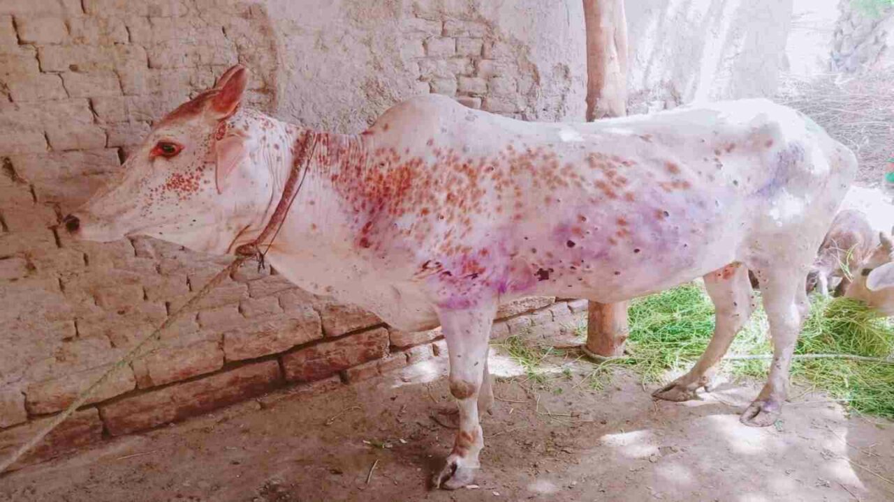 MP: 5 cows found with lumpy skin disease-like symptoms in Indore; animal  husbandry dept on alert