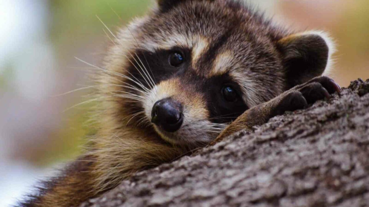 International Raccoon Appreciation Day 2022: Date, History and more