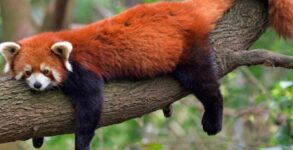 International Red Panda Day 2022: Date, History and Importance
