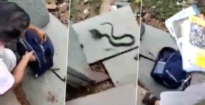 Snake travels to school in girl's backpack in Madhya Pradesh
