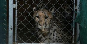 MP: Two choppers carrying Namibian cheetahs land near Kuno National Park from Gwalior