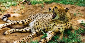Know the 8 Namibian cheetahs PM Modi will release into Kuno