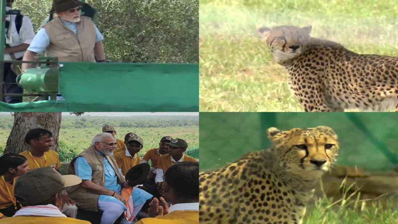 PM Modi releases cheetahs in special enclosure at Kuno National Park in MP, also clicks their photos
