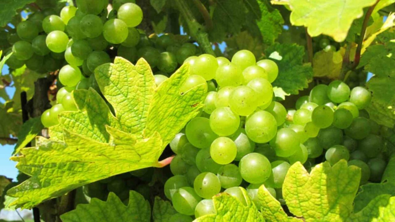 Mizoram govt to soon notify rules for processing local grapes for wine making