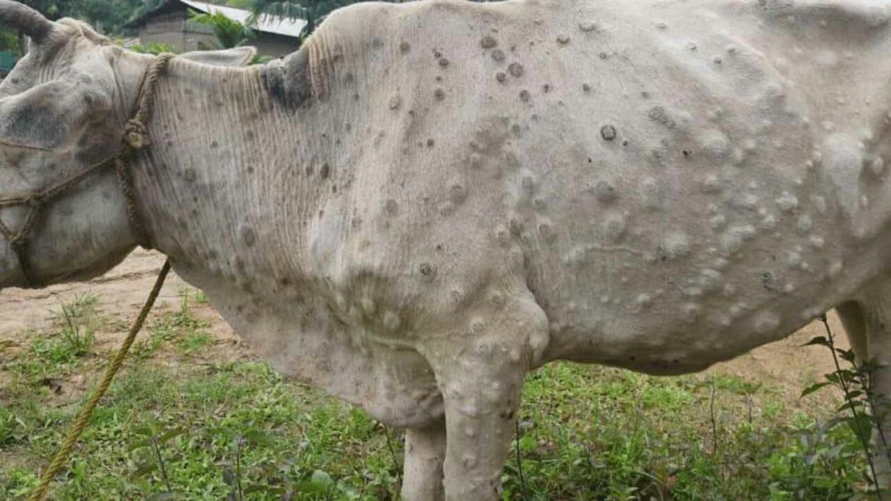 More than 3,300 cattle found infected with lumpy skin disease in MP so far, 38 of them died