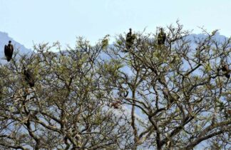 Jharkhand forest officer identifies 146 bird species, compiles names in Santhali, Hindi