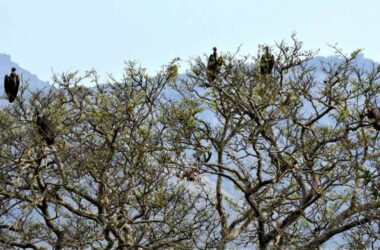 Jharkhand forest officer identifies 146 bird species, compiles names in Santhali, Hindi