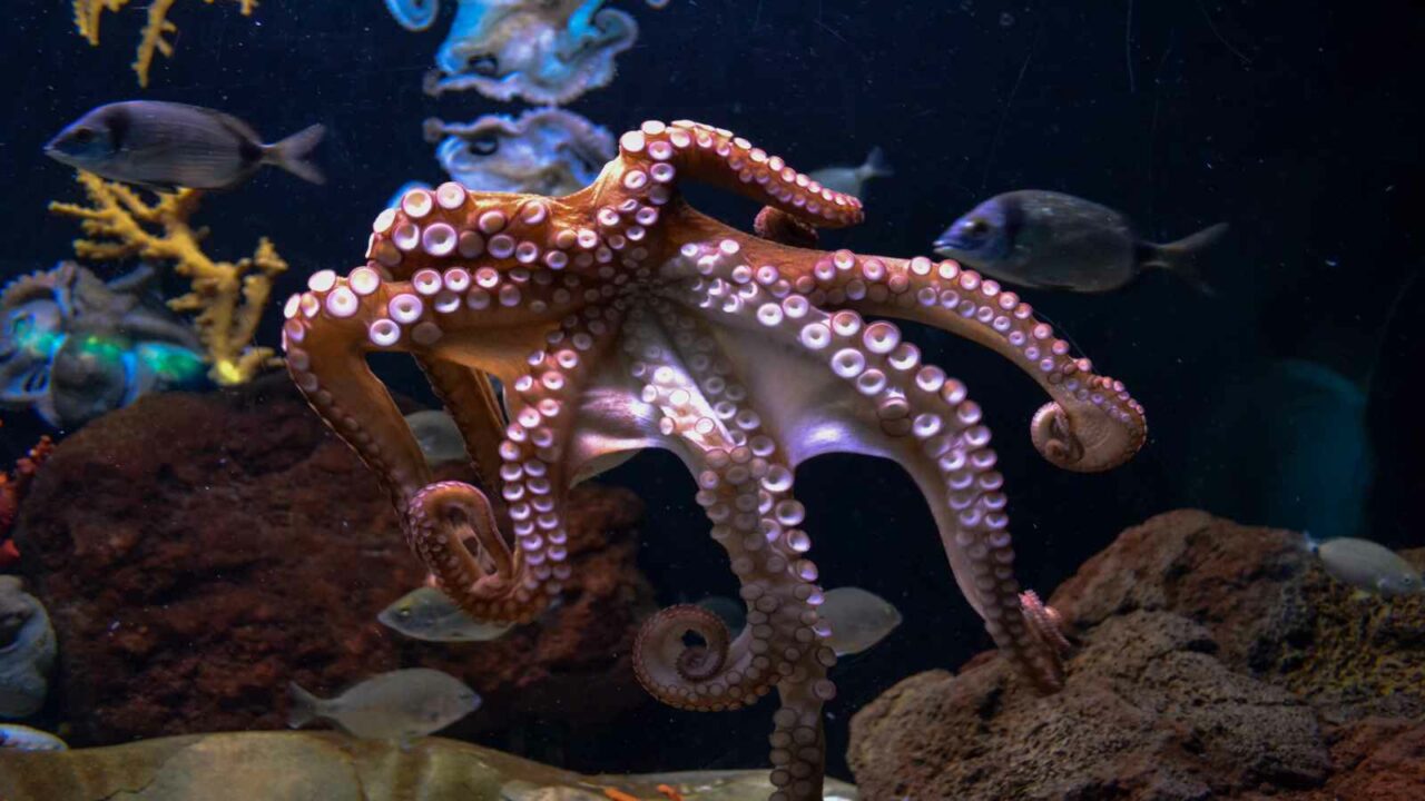 World Octopus Day 2022