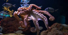 World Octopus Day 2022