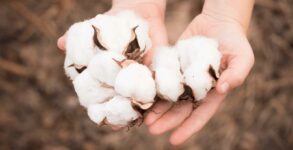 World Cotton Day 2022