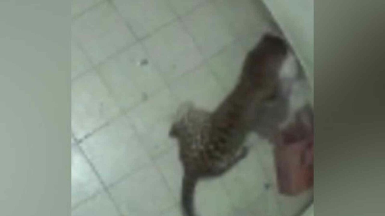 Tamil Nadu: Leopard kills pet dog by entering house in Ooty