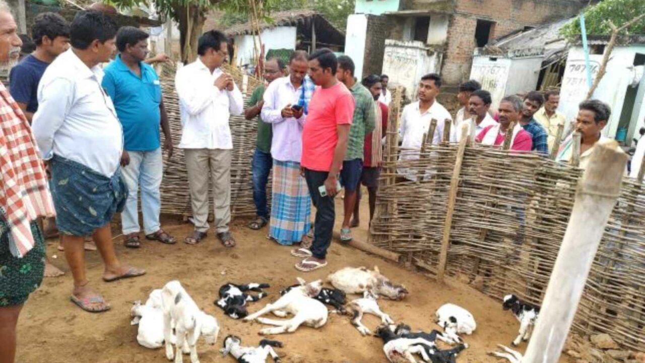 'Mysterious Animal' kills 63 goats and injures 28 others in Odisha's Gajapati