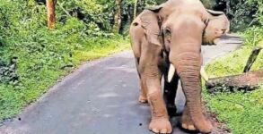 Driver reverses bus for 8 km after chased by wild tusker in Kerala, video goes viral