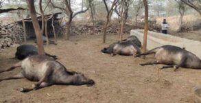 Over 30 buffaloes die after chemical-laced fodder in Gurugram