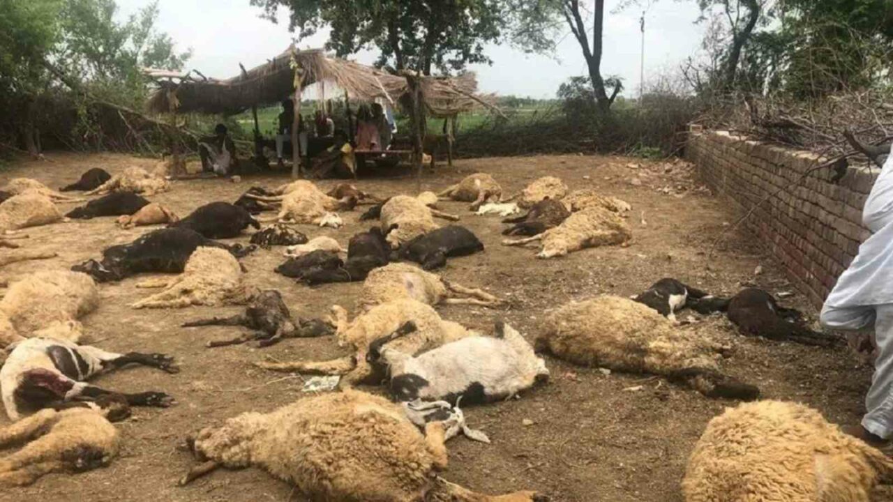 UP: 27 sheep killed, 22 injured in attack by stray dogs