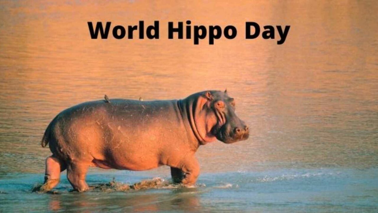 World Hippo Day 2023: Date, History, Fun Facts about Hippos