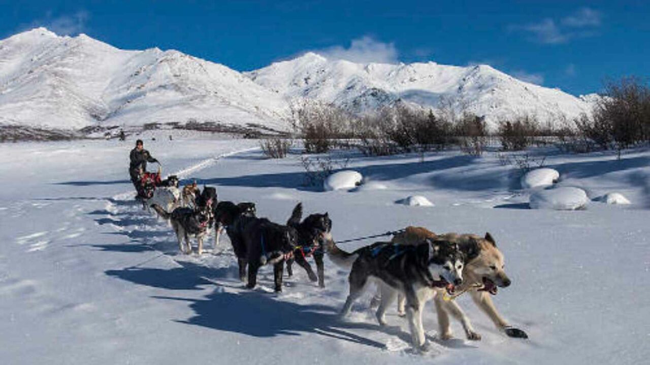 Yukon Quest 2023: Date, History, Interesting Facts