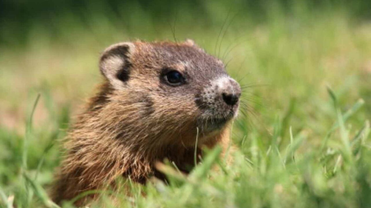 Groundhog Day 2023: Date, History and Facts of the day