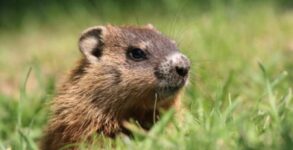 Groundhog Day 2023: Date, History and Facts of the day