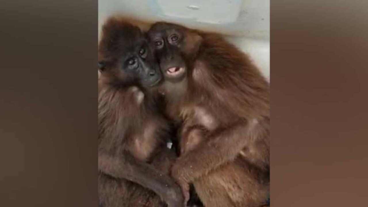 Assam: Police rescue two Hoolock Gibbons from Karbi Anglong