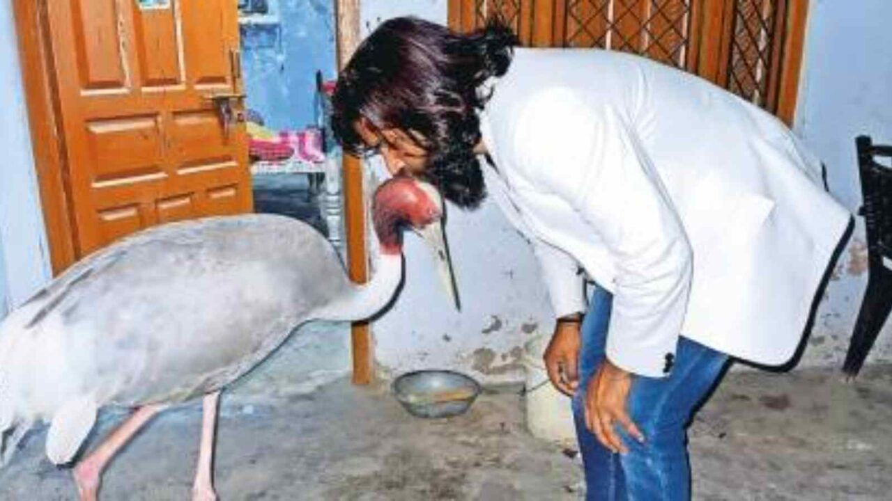 UP man who rescued, cared for Sarus crane gets Forest department notice