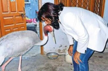 UP man who rescued, cared for Sarus crane gets Forest department notice