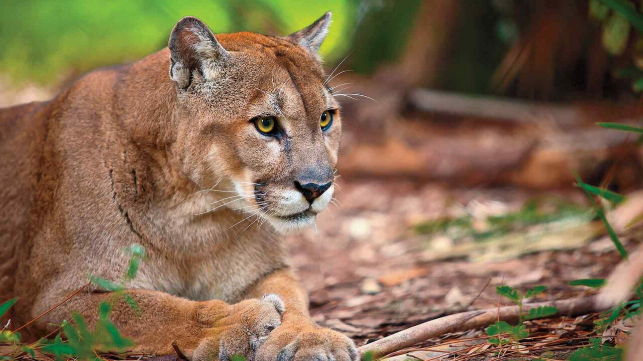 Save the Florida Panther Day 2023 (US): Date, History, Significance