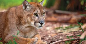 Save the Florida Panther Day 2023 (US): Date, History, Significance