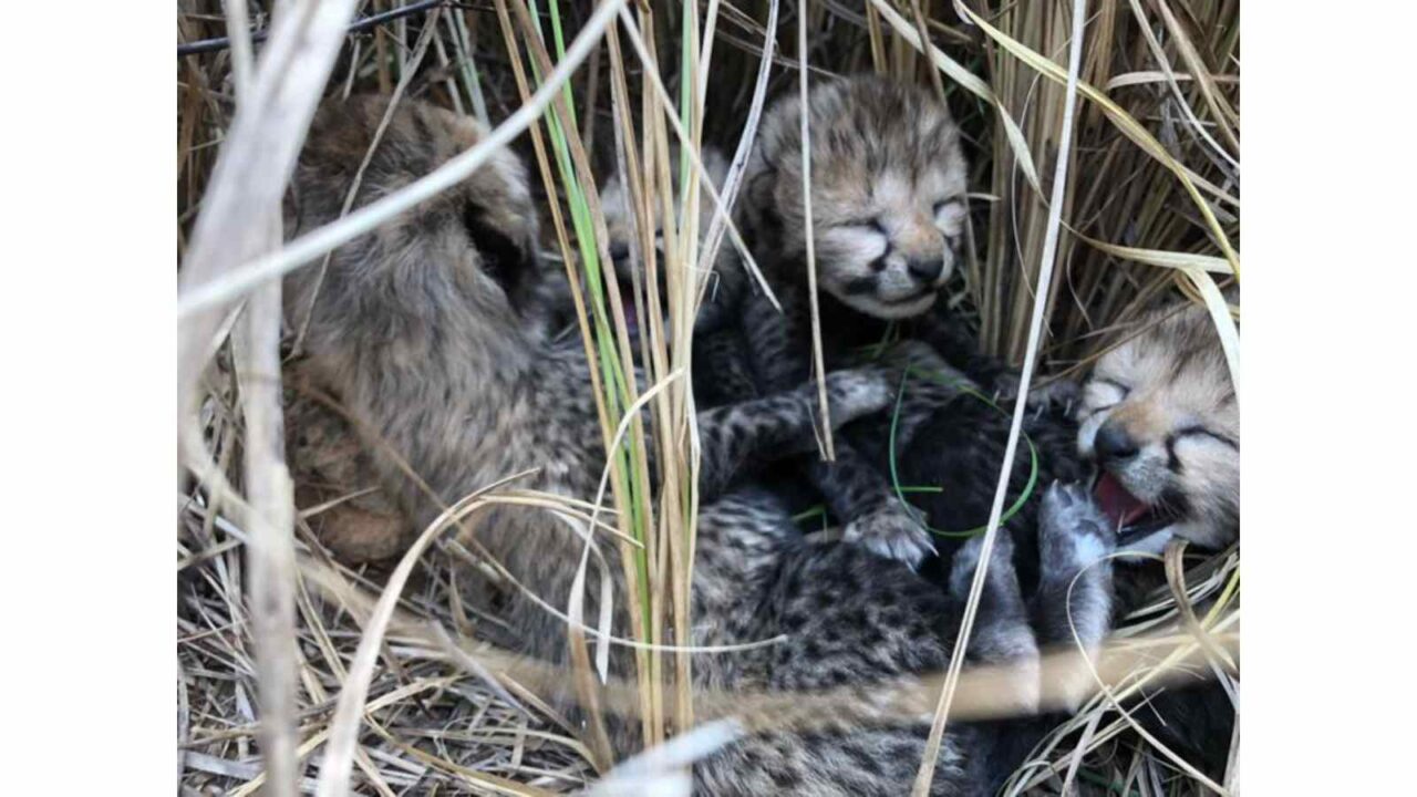 Four cubs have been born to one of the cheetahs translocated to India from Namibia: Bhupender Yadav