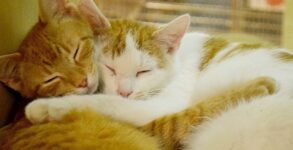 Cuddly Kitten Day 2023: Date, History, Facts about Cats