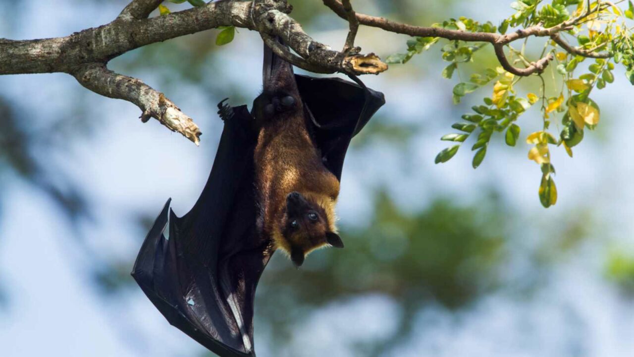Bats in Odisha village die of heat stroke; water is sprayed to save others