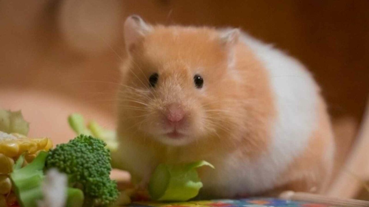 Hamster Day 2023: Date, History, Interesting Facts