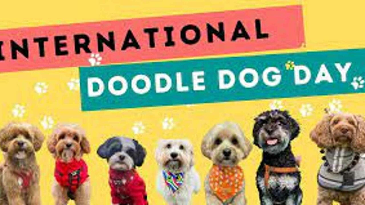 International Doodle Dog Day 2023: Date, History, Activites and Facts