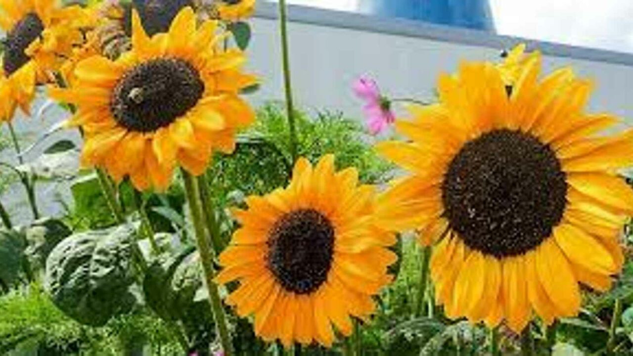 International Sunflower Guerilla Gardening Day 2023: Date, History, Activites and Facts