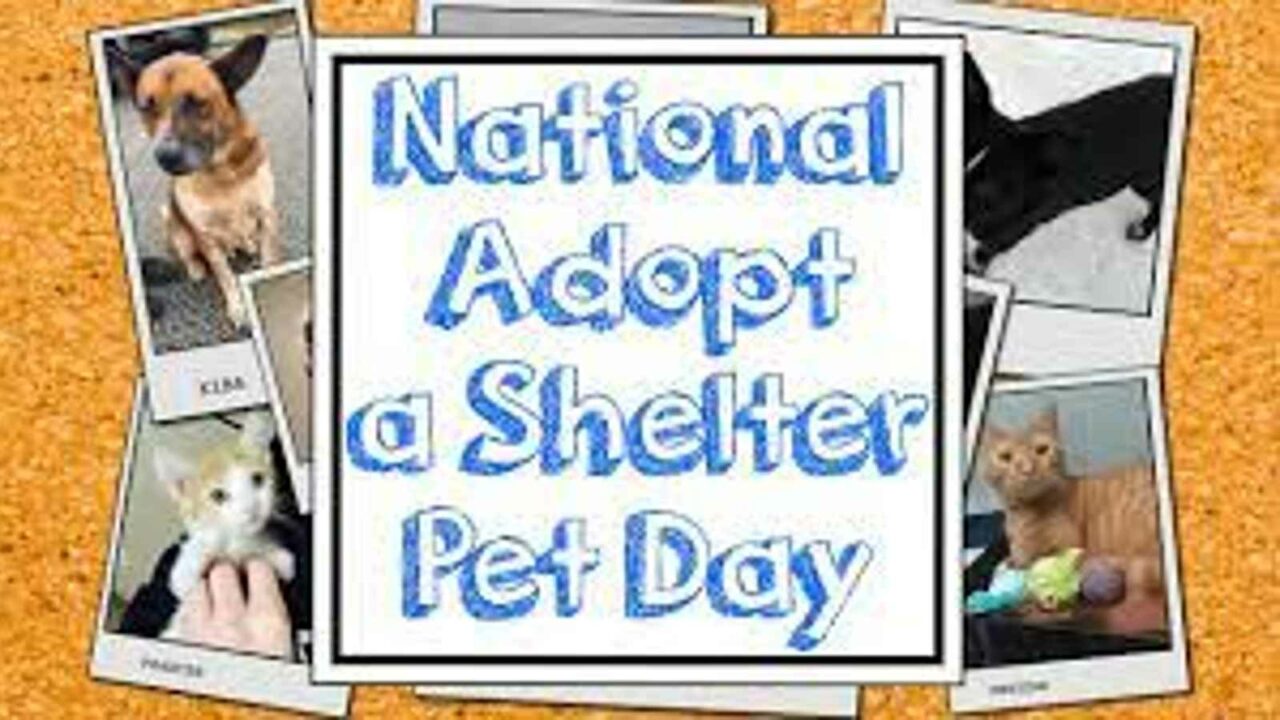 National Adopt A Shelter Pet Day 2023: Date, History, Activities and Facts