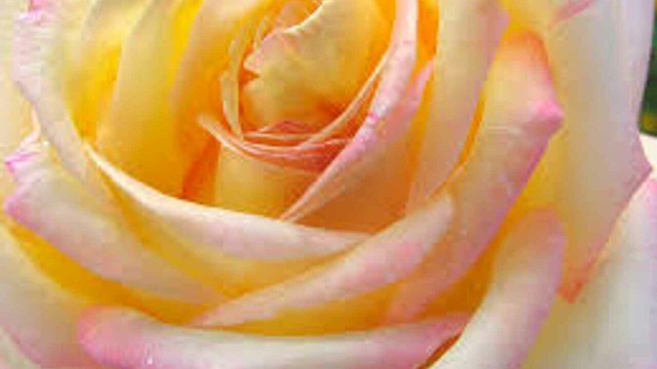 National Peace Rose Day 2023: Date, History, Activities and Facts