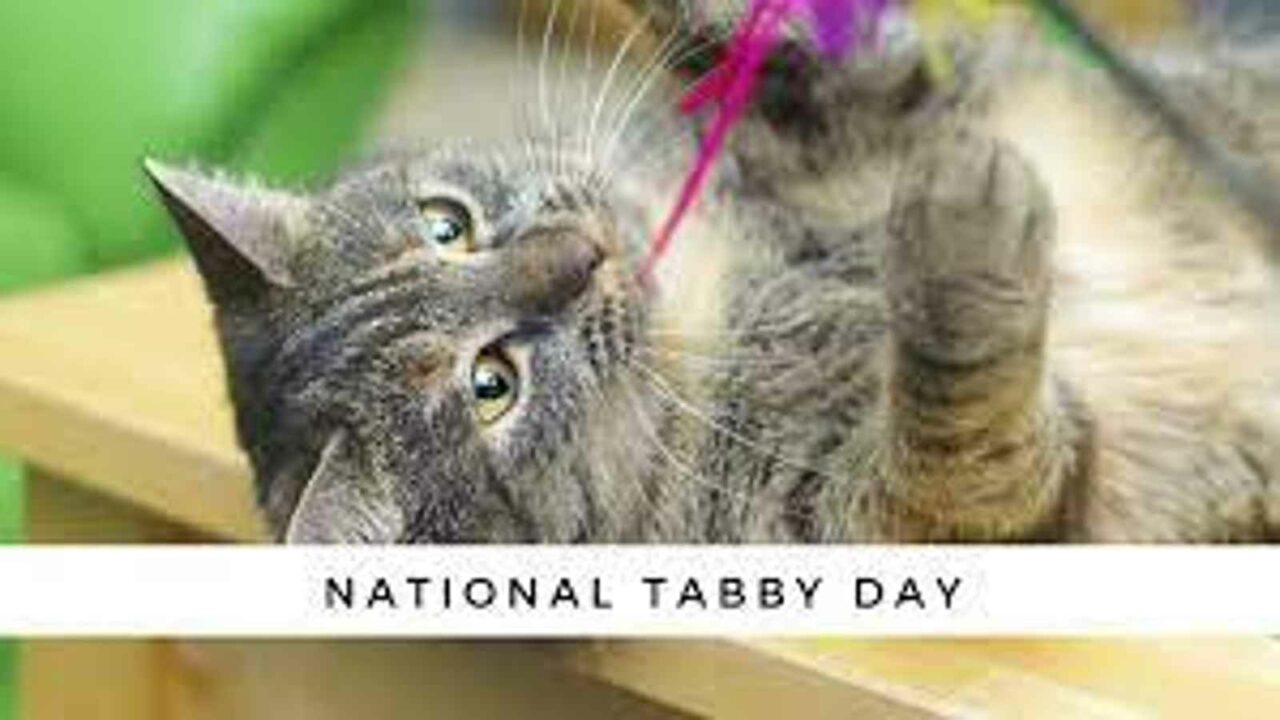 National Tabby Day 2023: Date, History, Activities and Facts