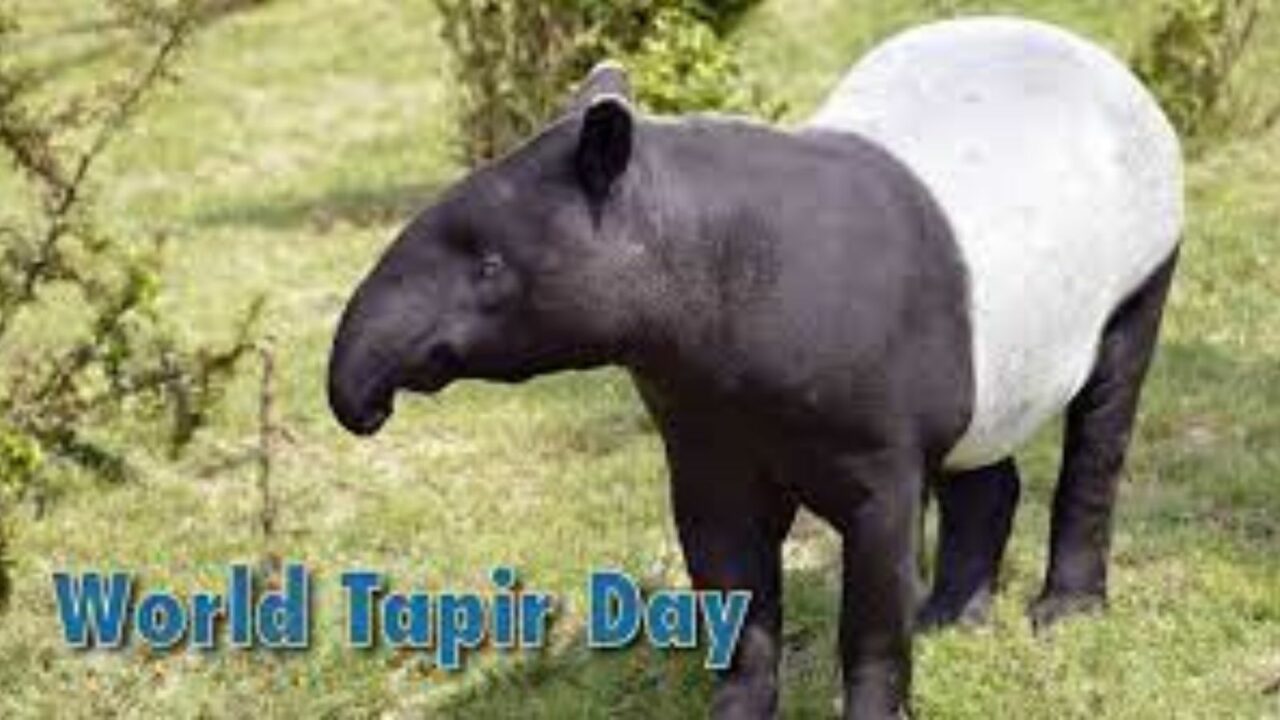 World Tapir Day 2023: Date, History, Activities and Facts