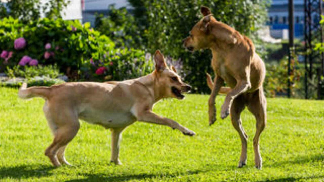 National Dog Fighting Awareness Day