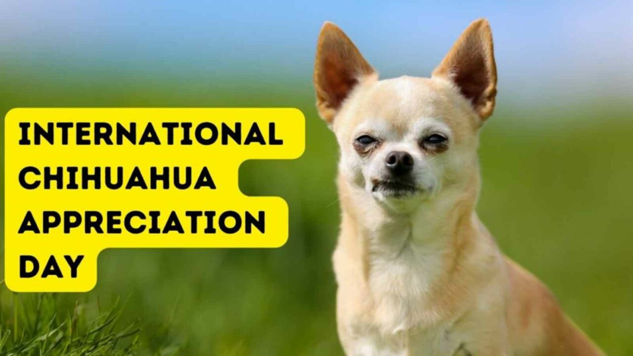 International Chihuahua Appreciation Day 2023: Date, History and Facts