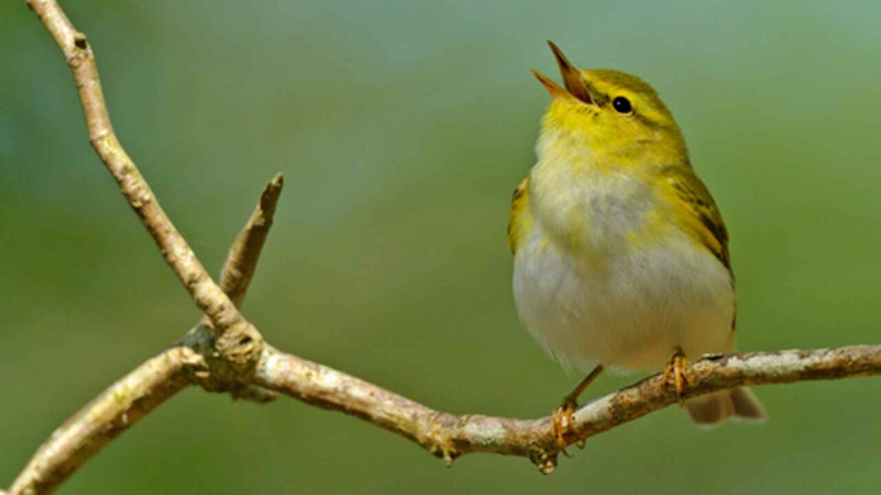 International Dawn Chorus Day 2023: Date, History and Facts