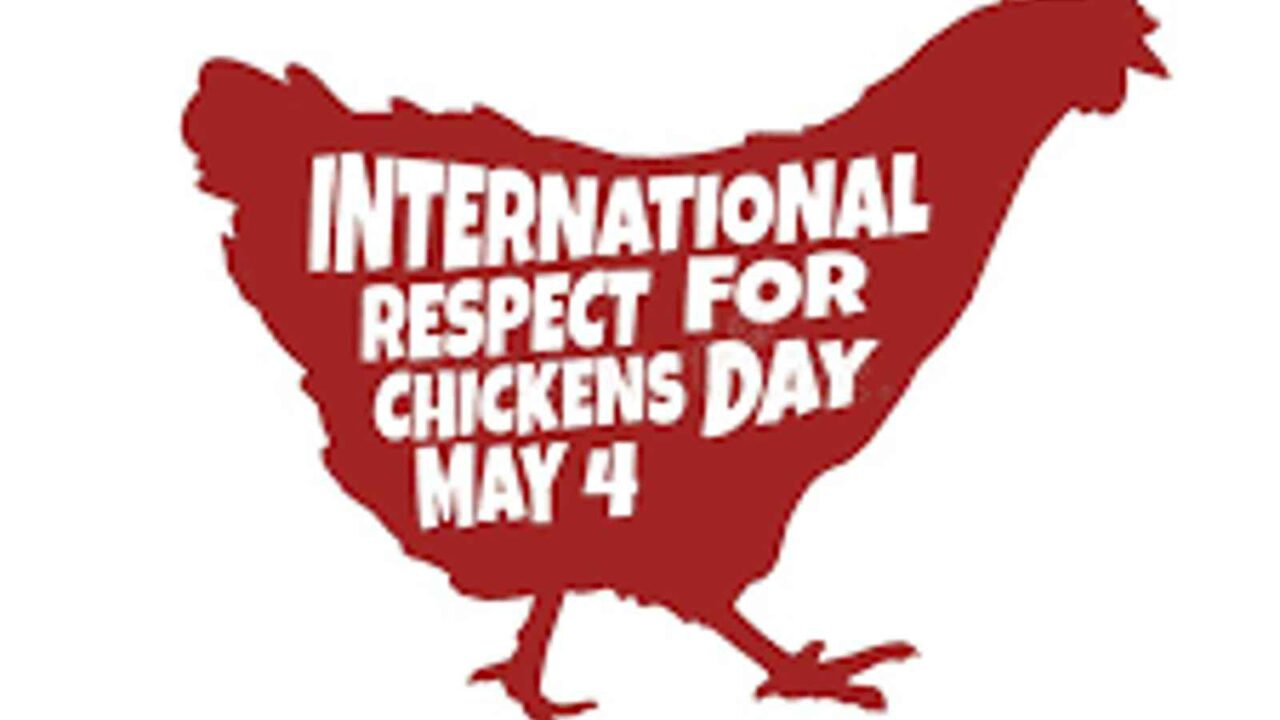 International Respect for Chickens Day 2023: Date, History, Activities and Facts