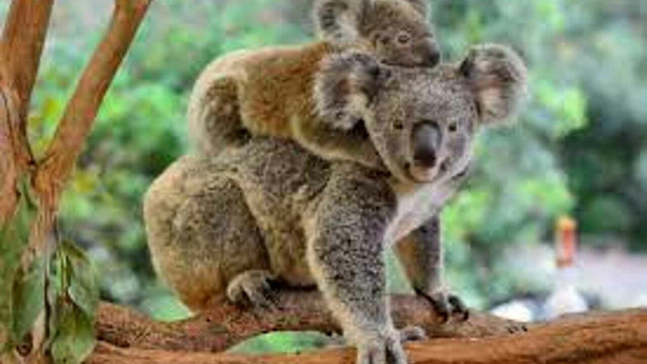 International Wild Koala Day 2023: Date, History, Activities and Facts