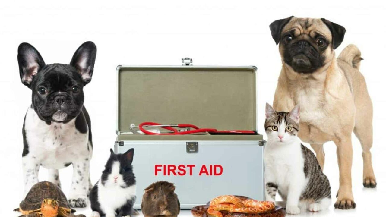 National Animal Disaster Preparedness Day 2023: Date, History and Facts